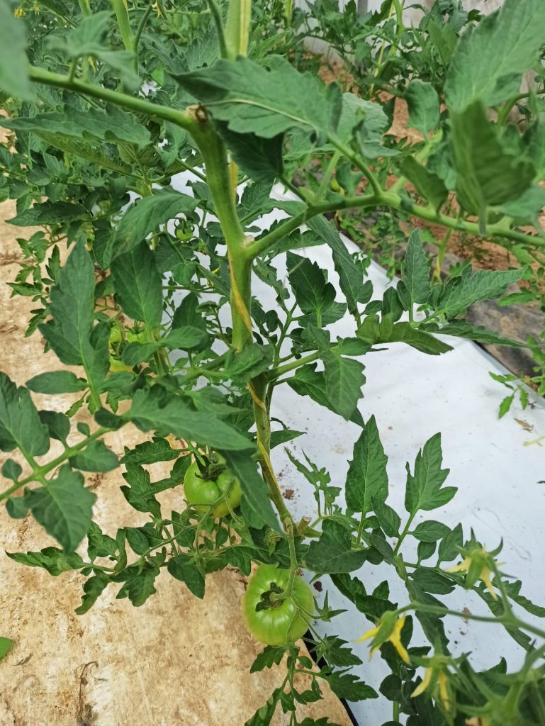 frutas y verduras urruchi