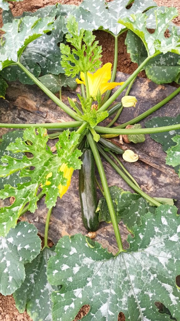 frutas y verduras urruchi