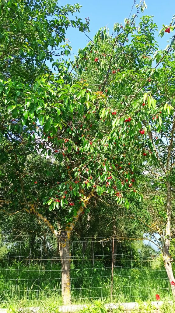 frutas y verduras urruchi