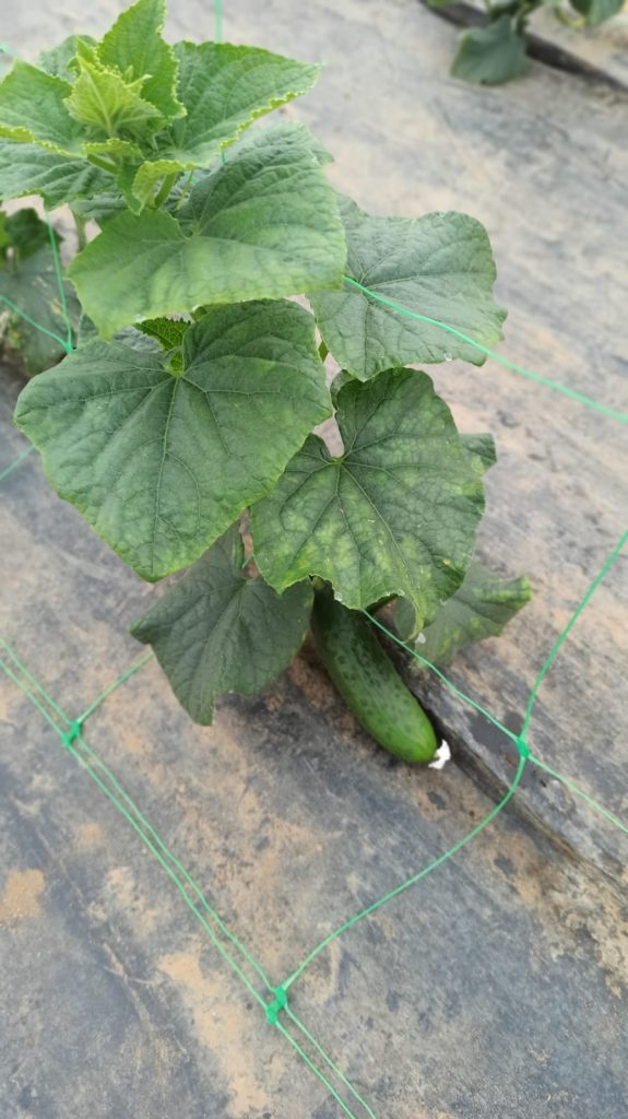 frutas y verduras urruchi